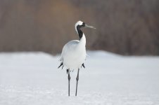 Red-crowned Crane jap 2.jpg