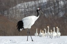 Red-crowned Crane jap 4.jpg