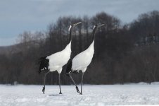 Red-crowned Crane jap 11.jpg