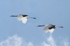 Red-crowned Crane jap 9.jpg