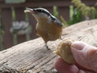 03 a nuthatch.jpg