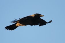 2015_02_15 (1)_Hooded_Crow (800x533).jpg