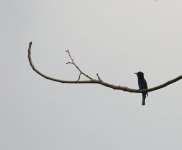 black bee-eater.JPG