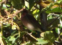 Rosefinch 1.jpg