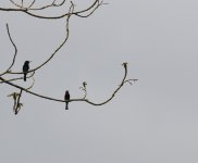 black bee-eaters.JPG
