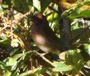 Rosefinch 2.jpg