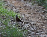 blue-headed wood dove.JPG