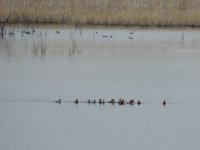 2015.01.17 Red-crested Pochards.JPG