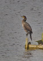 Cormorant2_ISO125.jpg