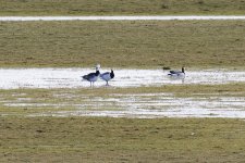 Barnacle geese - IMG_6572.jpg