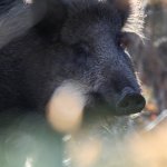 2015_01_18 (1)_Wild_Boar (800x800).jpg