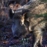 2015_01_18 (2)_Wild_Boar (800x800).jpg