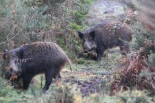 2015_01_18 (5)_Wild_Boar (800x533).jpg