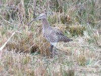 curlew DSCF5464 (2).jpg