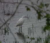 Little Egret.jpg