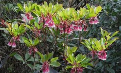 IMG_0729 pink flowered shrub sp @ Wong Lung Hang.JPG