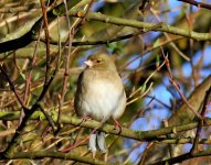 chaffinch.jpg