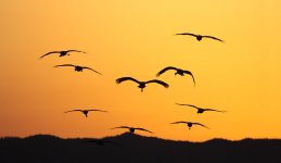 Hooded Cranes (dawn) jap 1.jpg