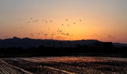 Hooded Cranes (dawn) jap 3.jpg