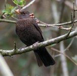 Blackbird female 2.jpg