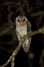 A82B6229 - African Wood Owl - Strix woodfordii - Mozambique - Gorongosa - 10.12.2014 - screen .jpg