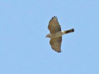 Sparrowhawk Img_1a.jpg