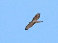 Sparrowhawk Img_1b.jpg