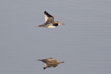 Redshank-(1)-web.jpg