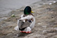 Mallard.jpg