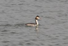 Great Crested Grebe.jpg