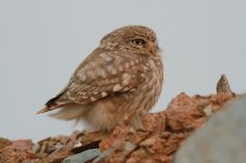 Little Owl.jpg