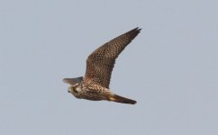 Peregrine Falcon.jpg