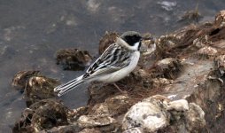 Pallas's Reed Bunting.jpg