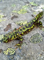 Marbled Newt.jpg