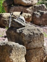 2015.03.06 Black Wheatear (Roman Theatre, Malaga).jpg