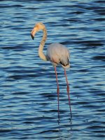 2015.03.06 Flamingo (Guadalhorce).jpg