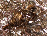 Chinese Grouse.jpg