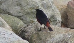 IMG_0778 White-capped Redstart @ Pak Mong.JPG