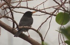 IMG_0809 Japanese Thrush @ Pak Mong.JPG