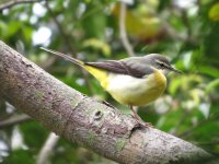 IMG_1223 Grey Wagtail @ Pui O.JPG