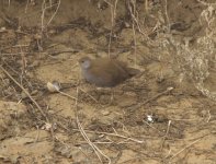 Brown Crake 63 Crop.JPG