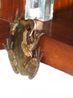 meadowtreefrog1.jpg