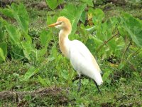 IMG_1263 Cattle Egret @ Pui O.JPG