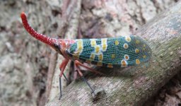 IMG_1227 Lantern Bug @ Pui O.JPG