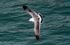 Black-tailed gull.jpg