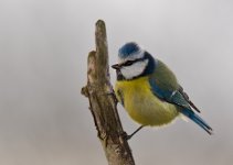 Blue Tit 600 2.jpg