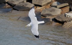 Mongolian Gull.jpg