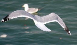 Vega Gull 2.jpg