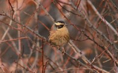 Siberian Accentor.jpg