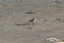 White Wagtail.jpg